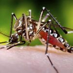 डेङ्गी सङ्क्रमणको जोखिम कम हुँदै